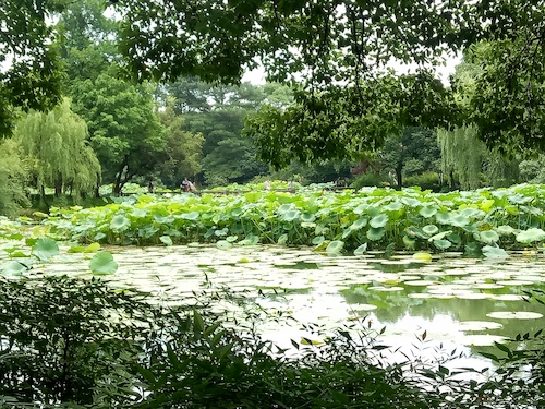 七月九日 老王论坛
 走西湖-关注西湖十景垃圾分类问题小分队 曲院风荷实景