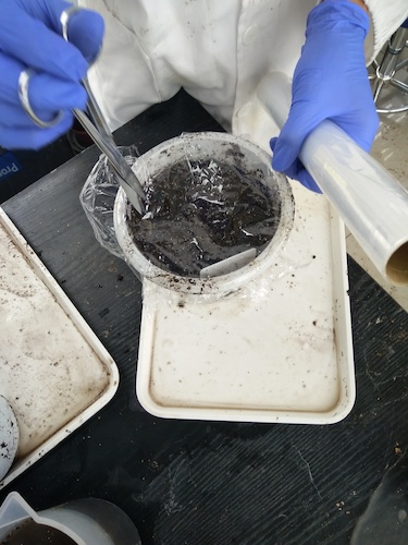 七月十三日 老王论坛
国创项目“毅治毒”科研小分队 播种篇