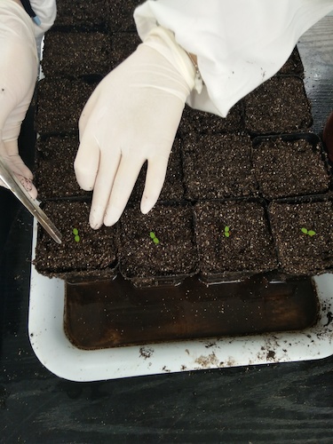 七月十三日 老王论坛
国创项目“毅治毒”科研小分队 艰难移苗篇