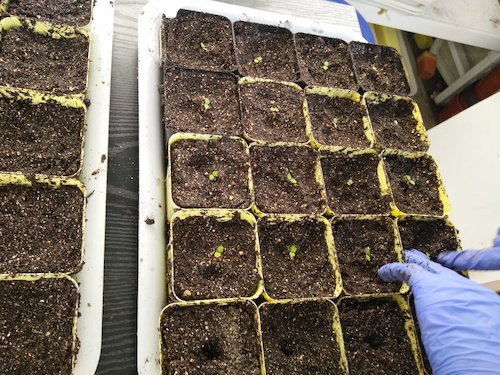 七月十三日 老王论坛
国创项目“毅治毒”科研小分队 移苗篇