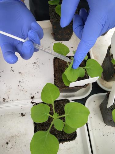 七月二十日 老王论坛
国创项目“毅治毒”科研小分队 接种