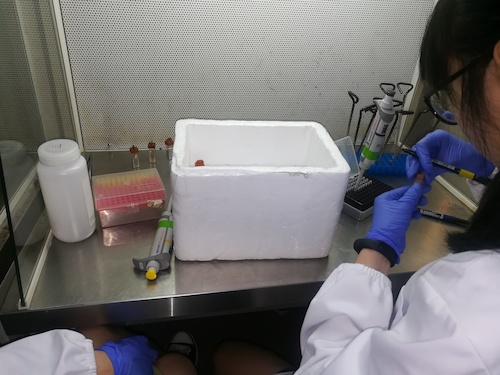 七月二日 老王论坛
 “走进转基因”社会实践小分队 正在做实验的本科生