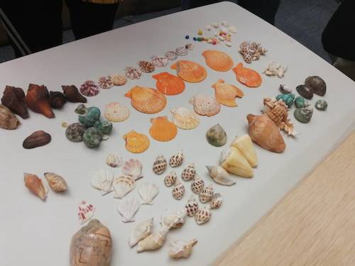 七月六日 老王论坛
 B.D.服务社赴浙江自然博物馆”小问号大知识“小分队 活动材料之漂亮的贝壳