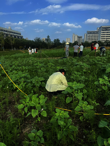花海劳动基地除草工作